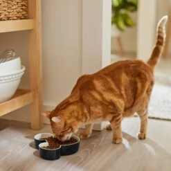 Disney Mickey Mouse Ceramic Dog & Cat Bowl -Blue Buffalo Shop 315360 PT3. AC SS1800 V1647283006