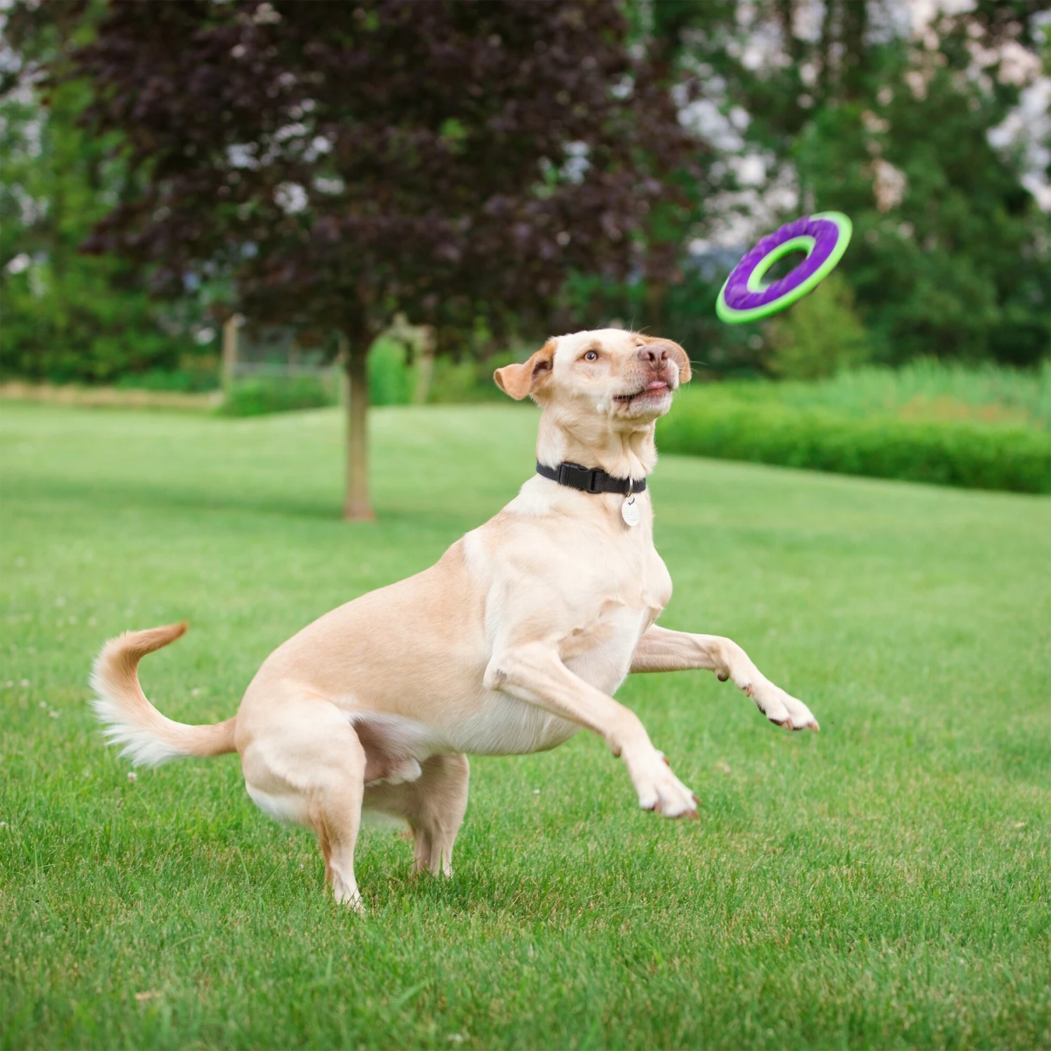 Caitec Outer Armor Ring Dog Toy 5 Caitec Outer Armor Ring Dog Toy - Image 3