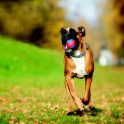 Caitec Outer Armor Ball Dog Toy 7 Caitec Outer Armor Ball Dog Toy -Blue Buffalo Shop 315830 PT2. AC SS1800 V1658430312