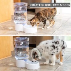 PetFusion H2O Gravity Dog & Cat Waterer 10 PetFusion H2O Gravity Dog & Cat Waterer -Blue Buffalo Shop 316743 PT2. AC SS1800 V1632182774