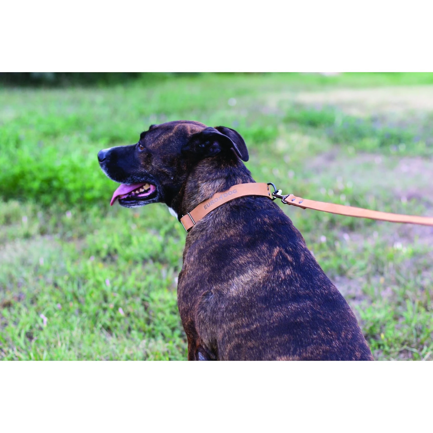 Euro-Dog Sport Style Luxury Leather Dog Leash, Large 4 Euro-Dog Sport Style Luxury Leather Dog Leash, Large - Image 2