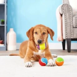 Frisco Fetch Squeaking Colorful Tennis Ball Dog Toy & Project Hive Pet Company Ball Dog Toy 14 Frisco Fetch Squeaking Colorful Tennis Ball Dog Toy & Project Hive Pet Company Ball Dog Toy -Blue Buffalo Shop 319024 PT3. AC SS1800 V1630550869