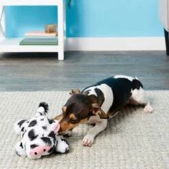 Frisco Cow Plush Squeaky Dog Toy & Playology Scented Dual Layer Ring Dog Toy 14 Frisco Cow Plush Squeaky Dog Toy & Playology Scented Dual Layer Ring Dog Toy -Blue Buffalo Shop 319488 PT3. AC SS1800 V1630626696