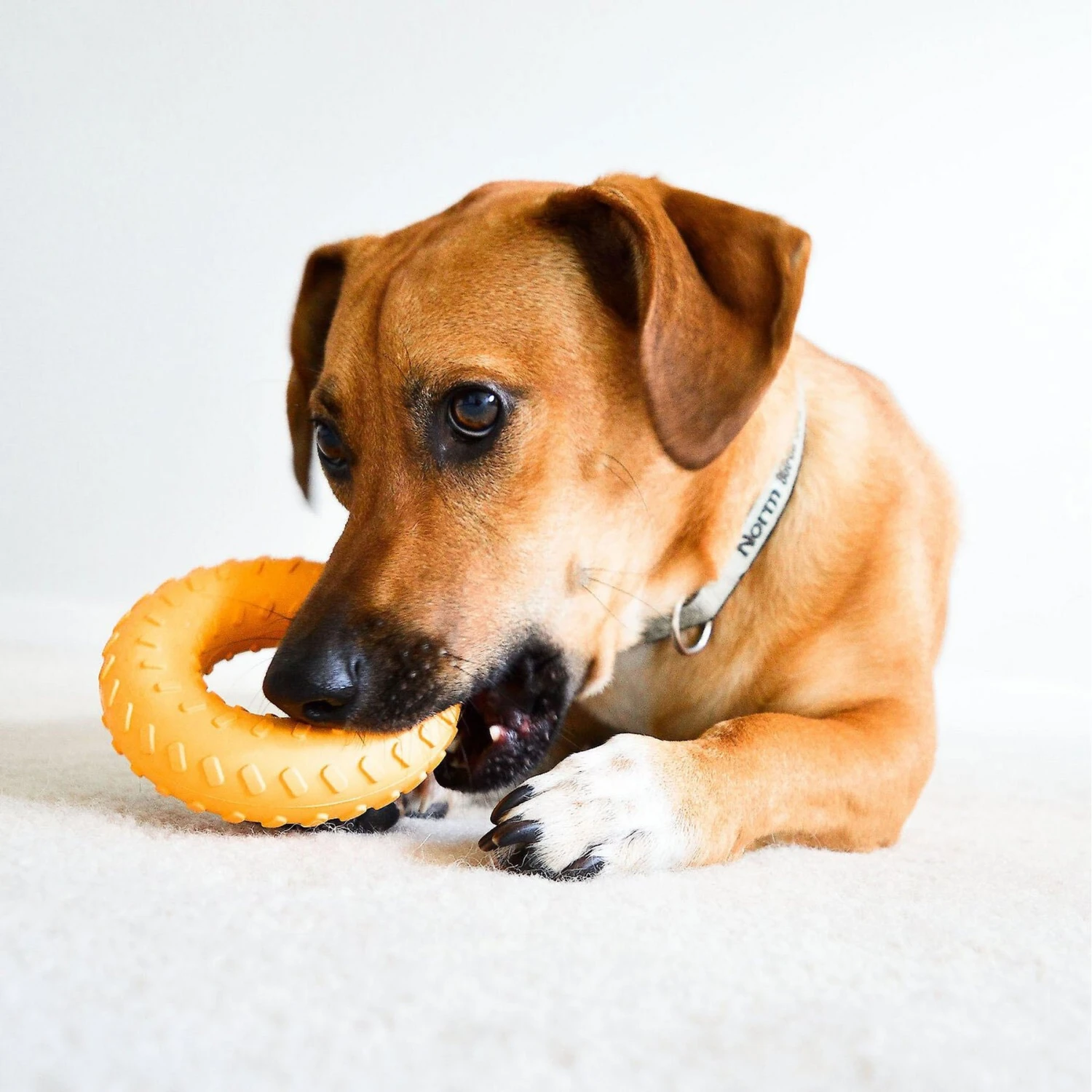 Frisco Cow Plush Squeaky Dog Toy & Playology Scented Dual Layer Ring Dog Toy 11 Frisco Cow Plush Squeaky Dog Toy & Playology Scented Dual Layer Ring Dog Toy - Image 9