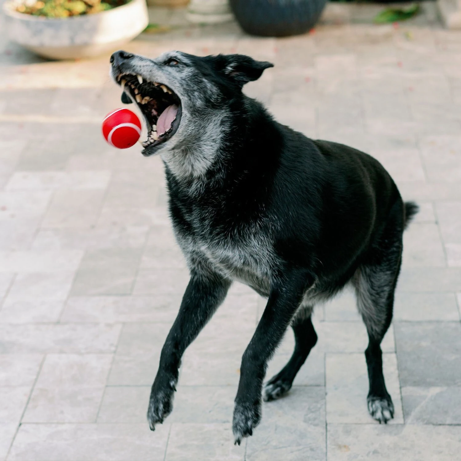 Playology Scented Squeaky Chew Ball Dog Toy & Playology Scented Squeaky Chew Ball Dog Toy 7 Playology Scented Squeaky Chew Ball Dog Toy & Playology Scented Squeaky Chew Ball Dog Toy - Image 5