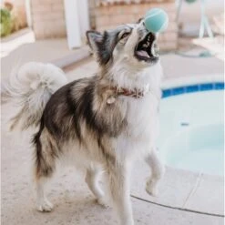 Playology Scented Squeaky Chew Ball Dog Toy & Playology Scented Squeaky Chew Ball Dog Toy 19 Playology Scented Squeaky Chew Ball Dog Toy & Playology Scented Squeaky Chew Ball Dog Toy -Blue Buffalo Shop 319558 PT8. AC SS1800 V1630625472