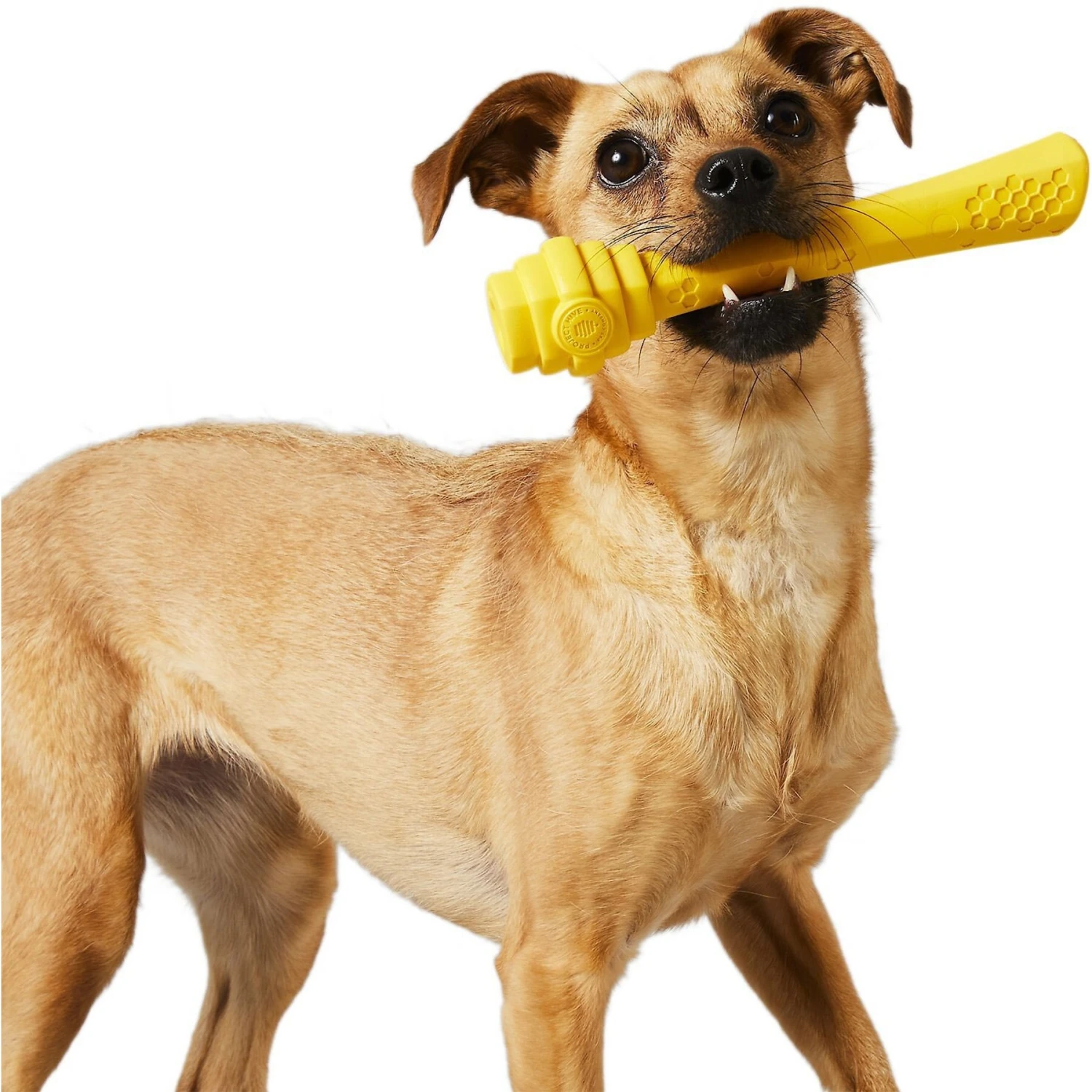 Project Hive Pet Company Fetch Stick Dog Toy & Project Hive Pet Company Frisbee Dog Toy 7 Project Hive Pet Company Fetch Stick Dog Toy & Project Hive Pet Company Frisbee Dog Toy - Image 5