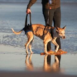 WALKABOUT Original Back End Harness, Black -Blue Buffalo Shop 325479 PT3. AC SS1800 V1687374402