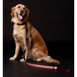 Touchdog Lumiglow 2-in-1 USB Charging LED Lighting Water-Resistant Dog Leash & Collar -Blue Buffalo Shop 328277 PT3. AC SS1800 V1631313409