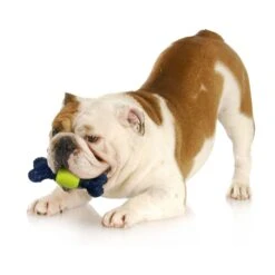 Nylabone Power Play Tennis Play 'n Fetch Interactive Dog Toy -Blue Buffalo Shop 329499 PT6. AC SS1800 V1685645681