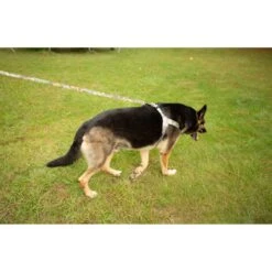 Doggy Tales Realtree Step In V Dog Harness 8 Doggy Tales Realtree Step In V Dog Harness -Blue Buffalo Shop 329767 PT2. AC SS1800 V1633394000