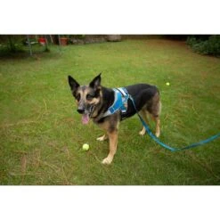 Doggy Tales Patented Realtree Hart Dog Harness -Blue Buffalo Shop 329819 PT6. AC SS1800 V1633392105