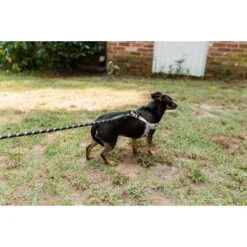 Doggy Tales Braided Rope Dog Leash, 5-ft Long 11 Doggy Tales Braided Rope Dog Leash, 5-ft Long -Blue Buffalo Shop 329836 PT3. AC SS1800 V1633387379
