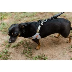 Doggy Tales Braided Rope Dog Leash, 5-ft Long 13 Doggy Tales Braided Rope Dog Leash, 5-ft Long -Blue Buffalo Shop 329836 PT5. AC SS1800 V1633396113