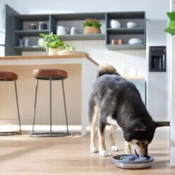 Frisco Silicone Stainless Paw Steel Slow Feeder Dog & Cat Bowl 11 Frisco Silicone Stainless Paw Steel Slow Feeder Dog & Cat Bowl -Blue Buffalo Shop 331528 PT2. AC SS1800 V1657656874