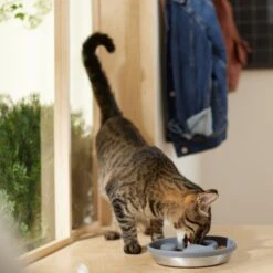 Frisco Silicone Stainless Paw Steel Slow Feeder Dog & Cat Bowl 12 Frisco Silicone Stainless Paw Steel Slow Feeder Dog & Cat Bowl -Blue Buffalo Shop 331528 PT3. AC SS1800 V1657656874