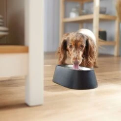 Frisco Long Eared Breed Stainless Steel Dog Bowl, Black, 2 Cup -Blue Buffalo Shop 331530 PT2. AC SS1800 V1657656874