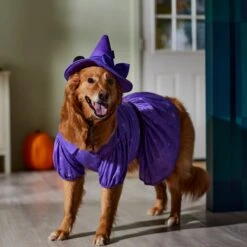 Disney Minnie Mouse Witch Dog & Cat Costume -Blue Buffalo Shop 334755 PT8. AC SS1800 V1657719561