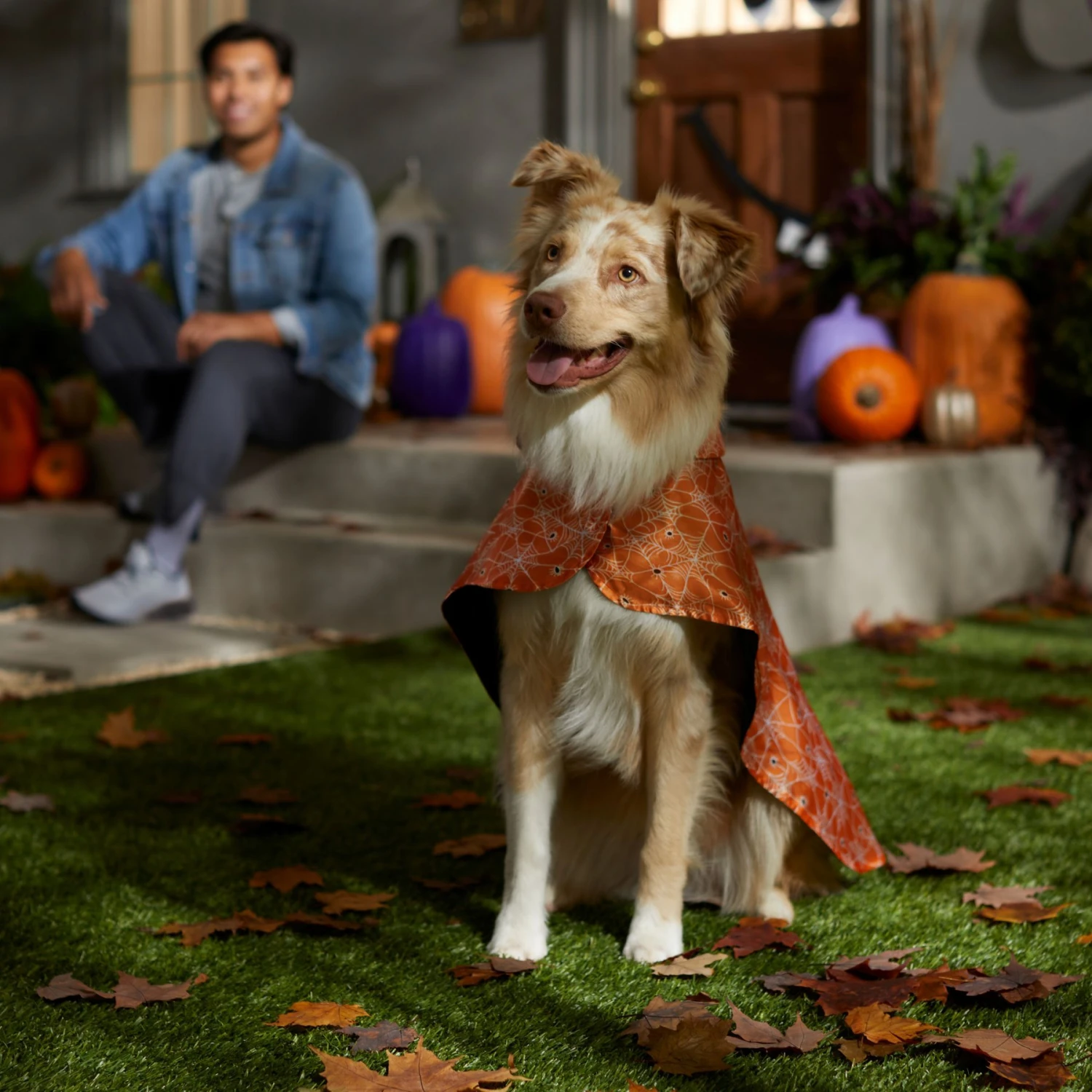 Frisco Spider Webbed Dog & Cat Costume Cape 7 Frisco Spider Webbed Dog & Cat Costume Cape - Image 5