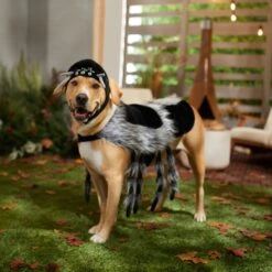 Frisco Spider Dog & Cat Costume 14 Frisco Spider Dog & Cat Costume -Blue Buffalo Shop 335017 PT7. AC SS1800 V1657834853
