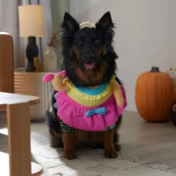 Frisco Front Walking Workout Girl Dog & Cat Costume 16 Frisco Front Walking Workout Girl Dog & Cat Costume -Blue Buffalo Shop 335111 PT7. AC SS1800 V1657656881