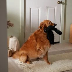 Frisco Halloween Crow Plush Squeaky Dog Toy 9 Frisco Halloween Crow Plush Squeaky Dog Toy -Blue Buffalo Shop 344156 PT3. AC SS1800 V1657657048