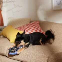 Disney Halloween Hocus Pocus Amuck Round Plush Squeaky Dog Toy -Blue Buffalo Shop 344457 PT3. AC SS1800 V1659124399