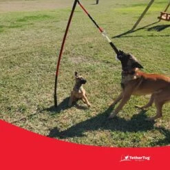 Tether Tug Big Dog Toy 16 Tether Tug Big Dog Toy -Blue Buffalo Shop 345338 PT5. AC SS1800 V1642005088