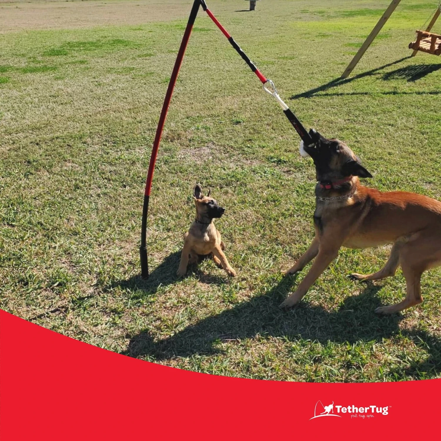 Tether Tug Big Dog Toy 8 Tether Tug Big Dog Toy - Image 6