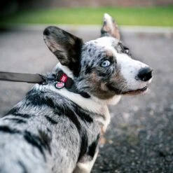 WAUDOG Waterproof Dog Leash -Blue Buffalo Shop 346337 PT5. AC SS1800 V1675179374