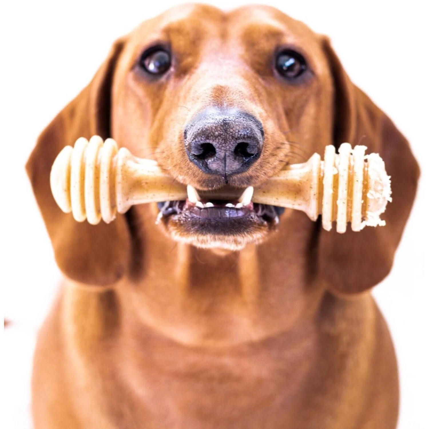 SodaPup Nylon Honey Bone Chew Dog Toy 4 SodaPup Nylon Honey Bone Chew Dog Toy - Image 2