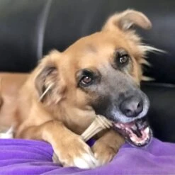 SodaPup Nylon Honey Bone Chew Dog Toy 16 SodaPup Nylon Honey Bone Chew Dog Toy -Blue Buffalo Shop 347056 PT6. AC SS1800 V1638337893