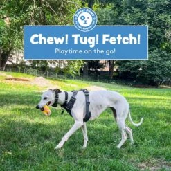 Sweet Paws Chunky Wearable Puppy Teether Stack Dog Toy, 2 Count 14 Sweet Paws Chunky Wearable Puppy Teether Stack Dog Toy, 2 Count -Blue Buffalo Shop 347877 PT3. AC SS1800 V1660772273