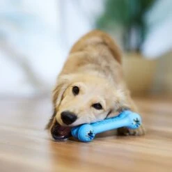 KONG Puppy Goodie Bone Dog Toy 7 KONG Puppy Goodie Bone Dog Toy -Blue Buffalo Shop 354342 PT3. AC SS1800 V1682711064