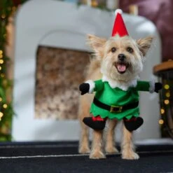Frisco Front Walking Elf Dog & Cat Costume -Blue Buffalo Shop 357956 PT7. AC SS1800 V1661799329
