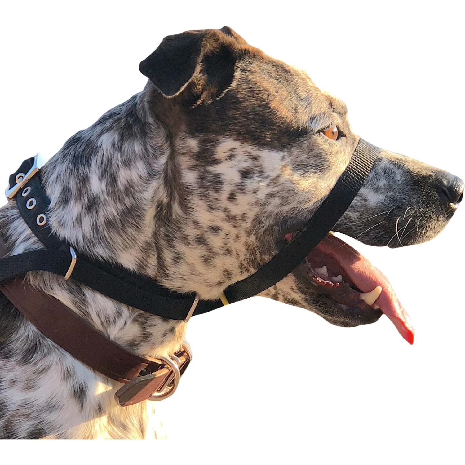 Canny No Pull Padded Dog Training Head Collar 4 Canny No Pull Padded Dog Training Head Collar - Image 2