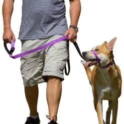 Canny No Pull Padded Dog Training Head Collar 14 Canny No Pull Padded Dog Training Head Collar -Blue Buffalo Shop 359462 PT4. AC SS1800 V1642720026