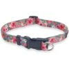 FearLess Pet Safe Cinch Dog Collar -Blue Buffalo Shop 362479 MAIN. AC SS1800 V1693229565