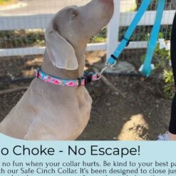 FearLess Pet Safe Cinch Dog Collar -Blue Buffalo Shop 362479 PT2. AC SS1800 V1693244183