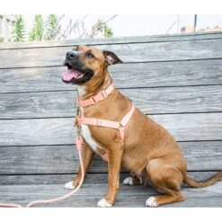 Awoo Roam No Pull Dog Harness -Blue Buffalo Shop 363674 PT3. AC SS1800 V1643763067