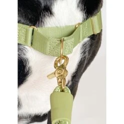 Awoo Roam No Pull Dog Harness -Blue Buffalo Shop 363674 PT6. AC SS1800 V1643758768