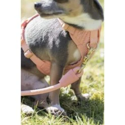 Awoo Huggie Front Clip Dog Harness 17 Awoo Huggie Front Clip Dog Harness -Blue Buffalo Shop 363689 PT6. AC SS1800 V1643760056