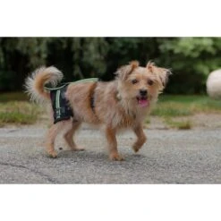 Walkin' Pets Dog Walkin' Hip-EEZ Support System, Black 9 Walkin' Pets Dog Walkin' Hip-EEZ Support System, Black -Blue Buffalo Shop 363863 PT3. AC SS1800 V1643927265