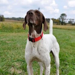 SecureAway Dog Flea Collar Protector -Blue Buffalo Shop 363894 PT3. AC SS1800 V1643224060