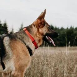 SecureAway Dog Flea Collar Protector -Blue Buffalo Shop 363894 PT4. AC SS1800 V1643225218