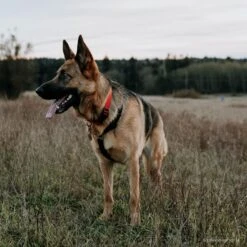 SecureAway Dog Flea Collar Protector -Blue Buffalo Shop 363894 PT5. AC SS1800 V1643254063