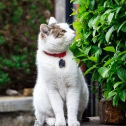 Pet Parade Dog Tick & Flea Repeller 17 Pet Parade Dog Tick & Flea Repeller -Blue Buffalo Shop 367859 PT7. AC SS1800 V1645483327