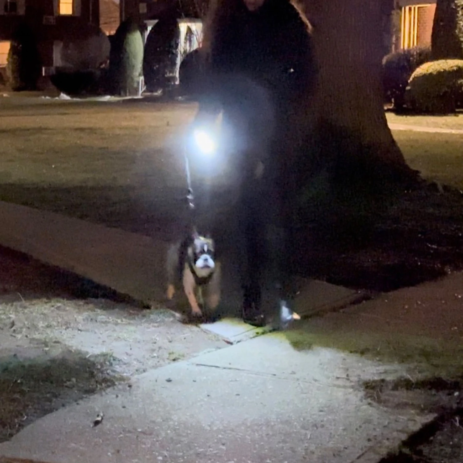 Lightvise Universal Super Bright LED Clamp-On Leash, Collar & Harness Flashlight, Black 6 Lightvise Universal Super Bright LED Clamp-On Leash, Collar & Harness Flashlight, Black - Image 4