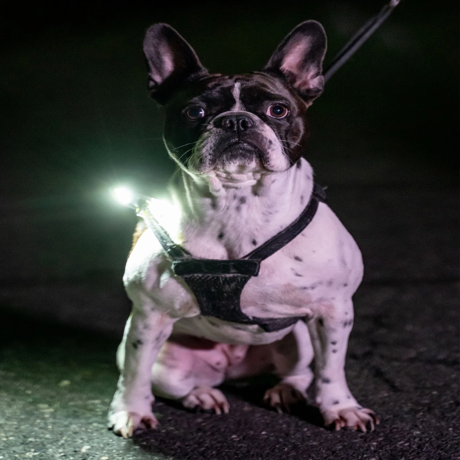 Lightvise Universal Super Bright LED Clamp-On Leash, Collar & Harness Flashlight, Black 7 Lightvise Universal Super Bright LED Clamp-On Leash, Collar & Harness Flashlight, Black - Image 5