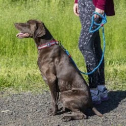 Kurgo Walk About Limited Slip Dog Collar, Multi-color -Blue Buffalo Shop 369351 PT5. AC SS1800 V1647985374